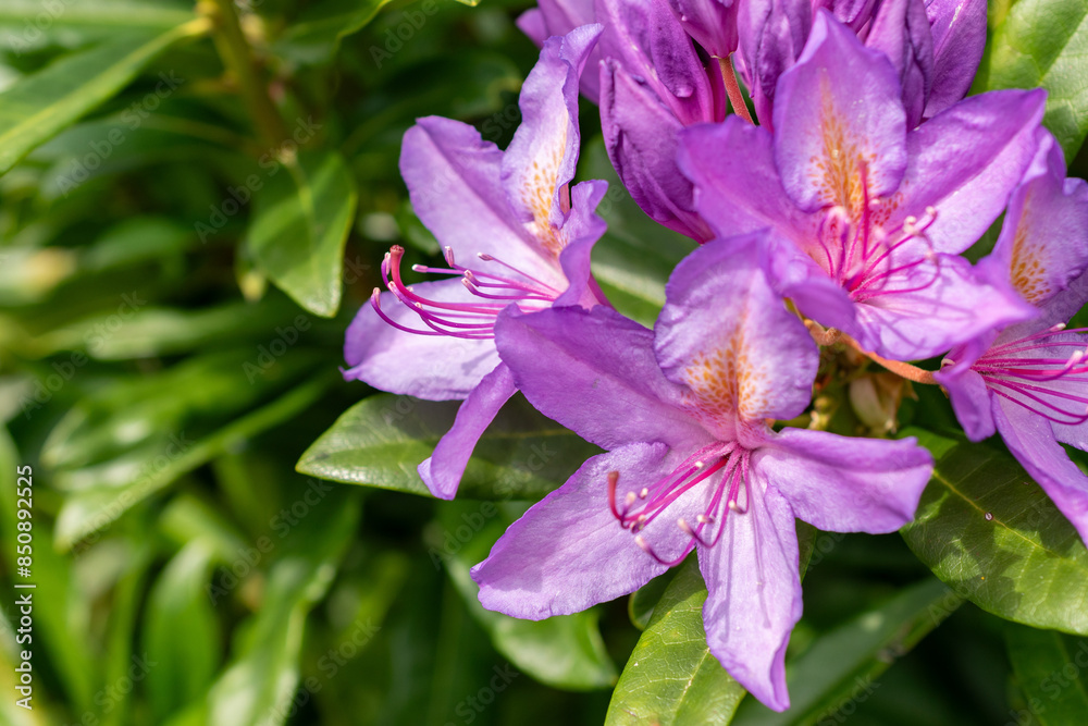 Rhododendron Ponticum plant in Saint Gallen in Switzerland Rhododendron Ponticum plant in Saint Gallen in Switzerland