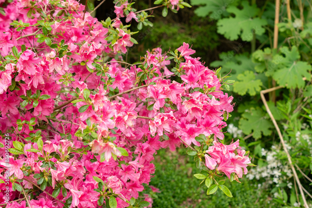Hardy gloxinia or Incarvillea Delavayi plant in Saint Gallen in Switzerland