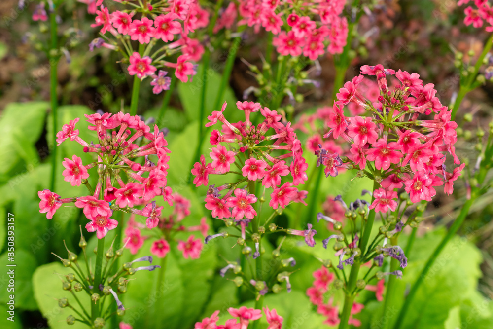 Mealy primrose or Primula Pulverulenta plant in Saint Gallen in Switzerland Mealy primrose or Primula Pulverulenta plant in Saint Gallen in Switzerland