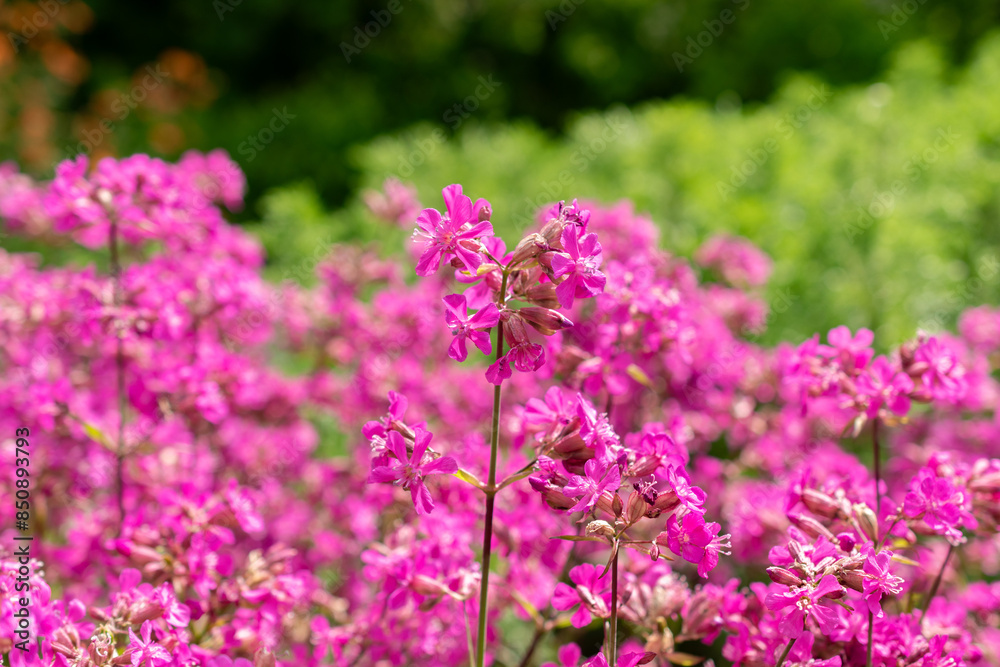 Sticky catchfly or Silene Viscaria plant in Saint Gallen in Switzerland