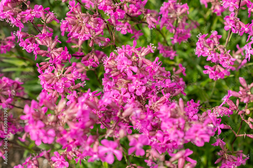 Sticky catchfly or Silene Viscaria plant in Saint Gallen in Switzerland Sticky catchfly or Silene Viscaria plant in Saint Gallen in Switzerland
