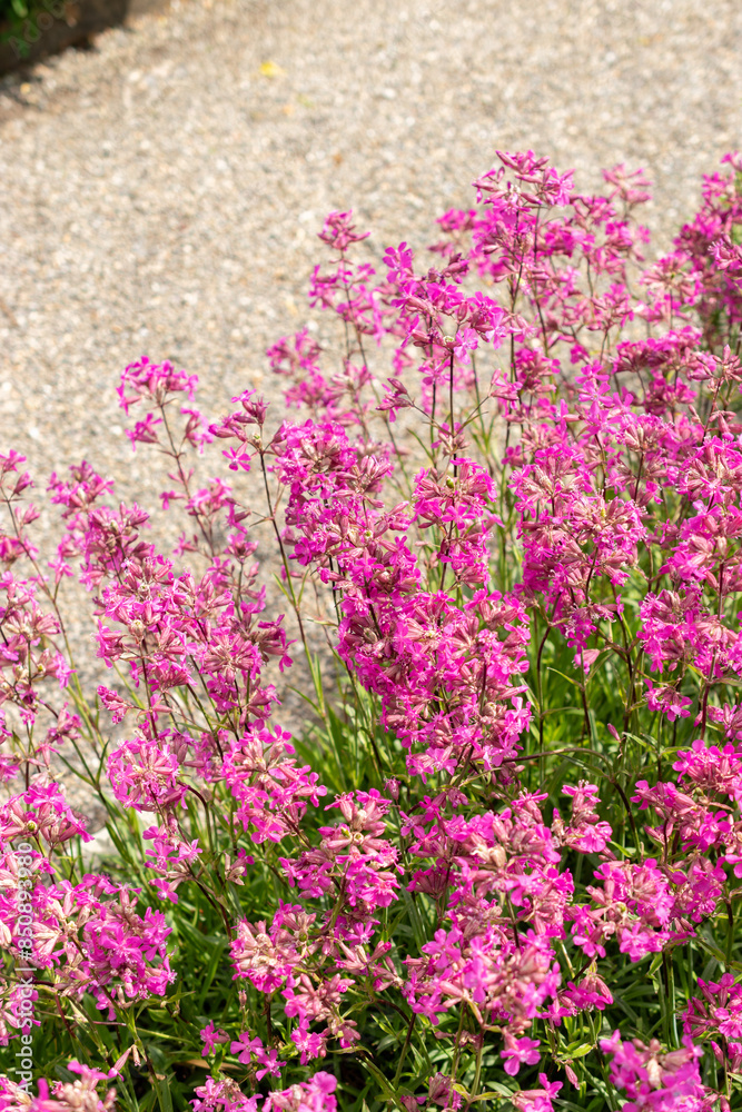 Obraz premium Sticky catchfly or Silene Viscaria plant in Saint Gallen in Switzerland