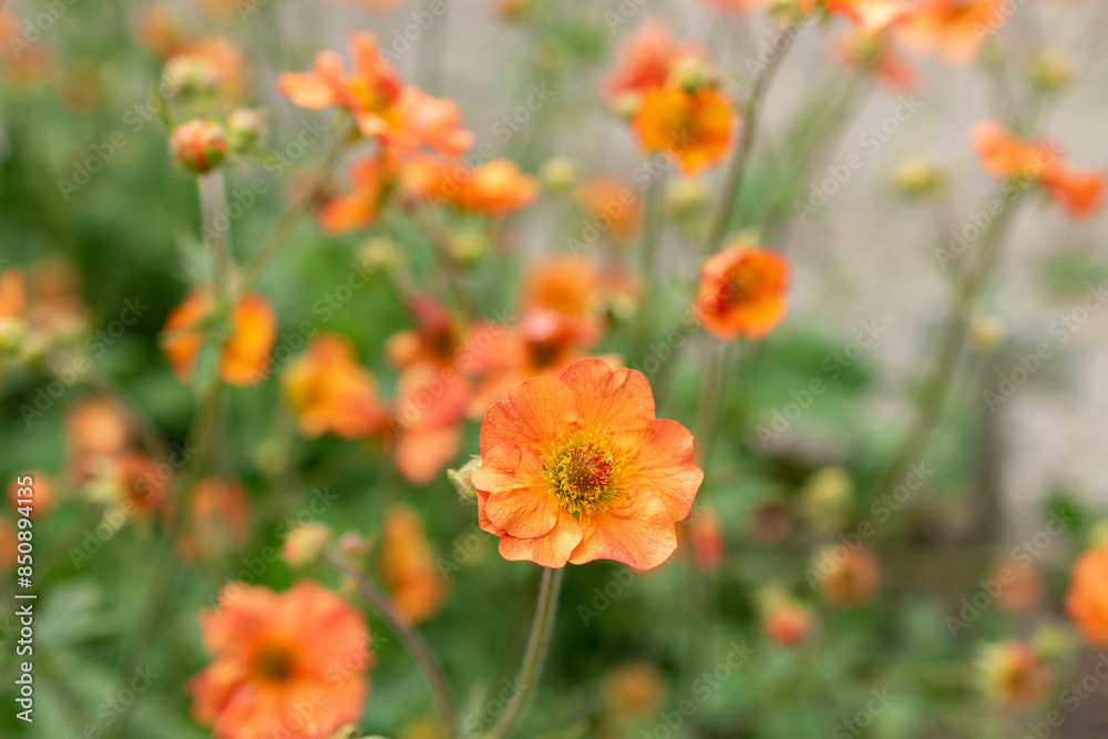 Geum Hybride plant in Saint Gallen in Switzerland Geum Hybride plant in Saint Gallen in Switzerland