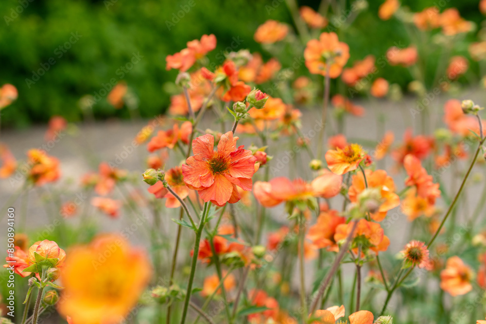 Geum Hybride plant in Saint Gallen in Switzerland Geum Hybride plant in Saint Gallen in Switzerland