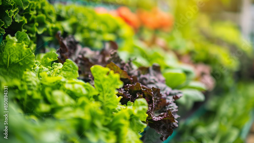 Multiple rows of lettuce plants at a store