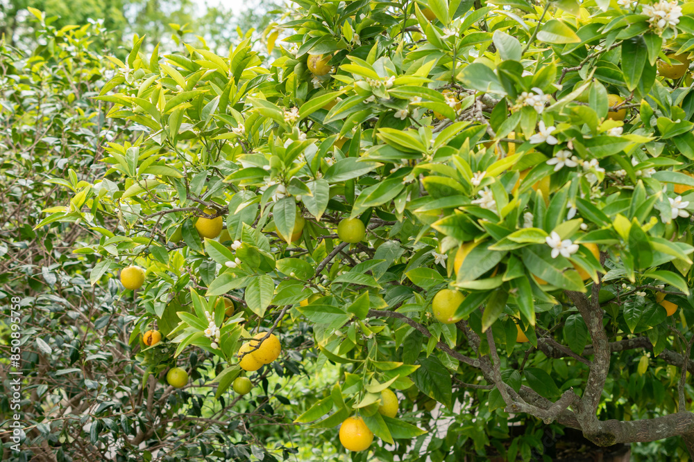 Oranges or Citrus Sinensis plant in Saint Gallen in Switzerland Oranges or Citrus Sinensis plant in Saint Gallen in Switzerland