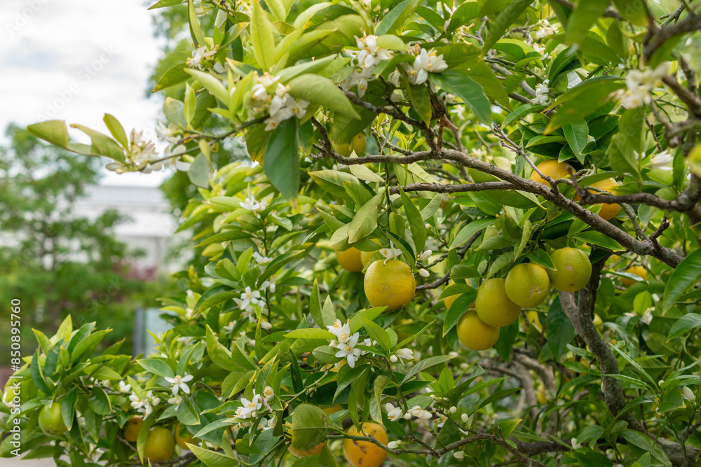 Oranges or Citrus Sinensis plant in Saint Gallen in Switzerland Oranges or Citrus Sinensis plant in Saint Gallen in Switzerland