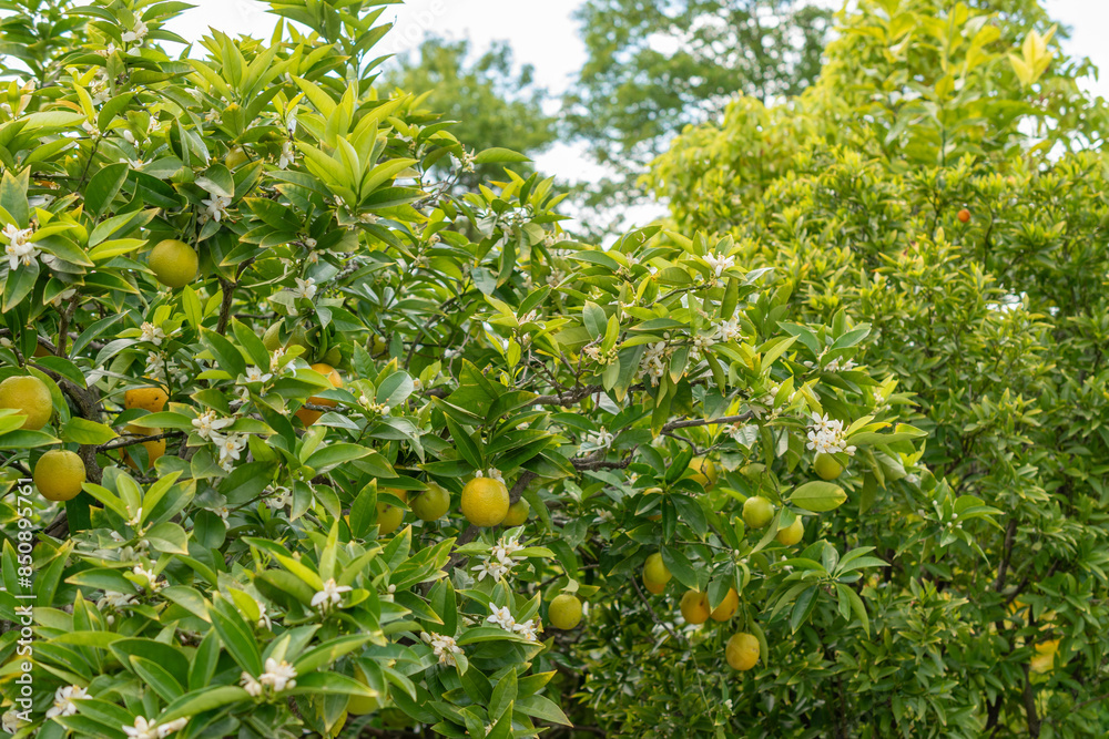 Oranges or Citrus Sinensis plant in Saint Gallen in Switzerland Oranges or Citrus Sinensis plant in Saint Gallen in Switzerland