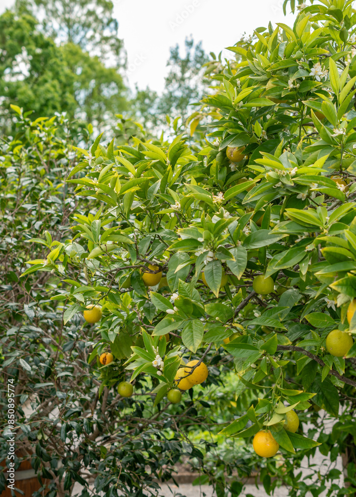Oranges or Citrus Sinensis plant in Saint Gallen in Switzerland Oranges or Citrus Sinensis plant in Saint Gallen in Switzerland