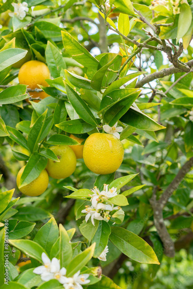 Oranges or Citrus Sinensis plant in Saint Gallen in Switzerland Oranges or Citrus Sinensis plant in Saint Gallen in Switzerland