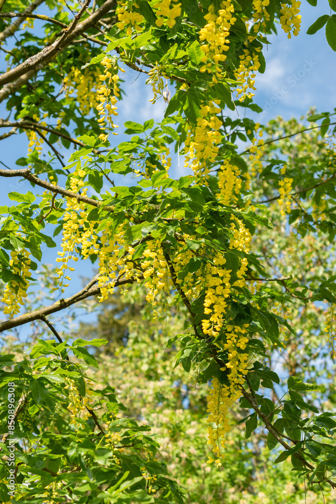 Scotch Laburnum or Laburnum Alpinum plant in Saint Gallen in Switzerland Scotch Laburnum or Laburnum Alpinum plant in Saint Gallen in Switzerland