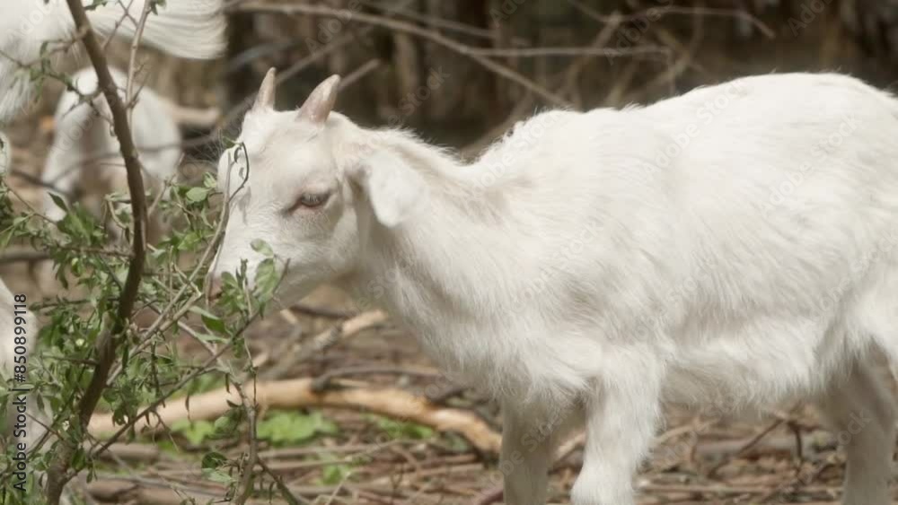 A young white domestic goat with small horns is gnawing leaves from branches. Livestock in agriculture. Feeding the animals on the farm. A young white domestic goat with small horns is gnawing leaves from branches. Livestock in agriculture. Feeding the animals on the farm.