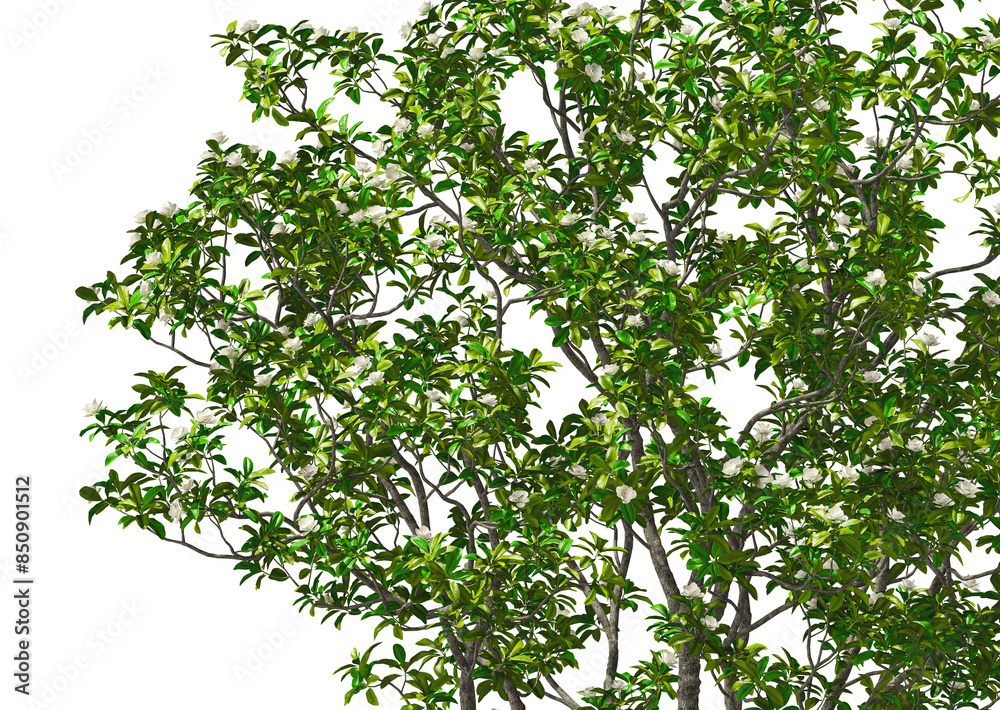 tree manolia blooming hq arch viz cut out close up tree manolia blooming hq arch viz cut out close up