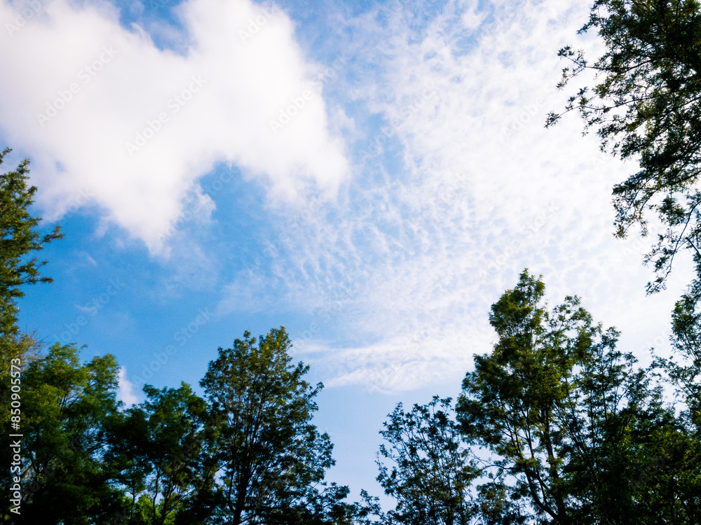 Blue sky and clouds through the treetops, view from below. The sky framed by green tree branches.. Blue sky and clouds through the treetops, view from below. The sky framed by green tree branches..