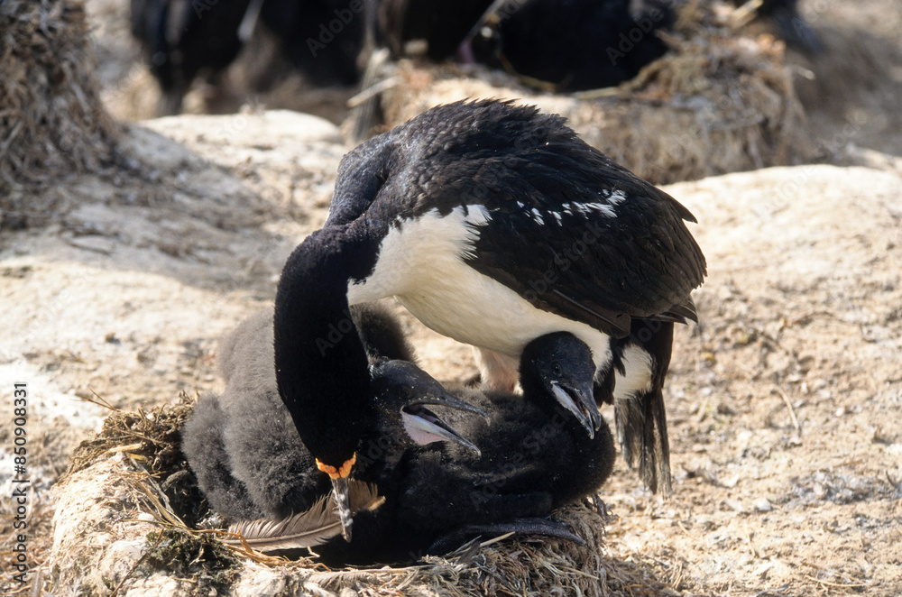 Obraz premium Cormoran impérial,.Leucocarbo atriceps , Imperial Shag, Iles Falkland, Malouines