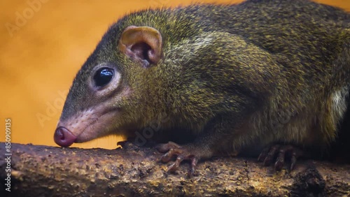 Tropical squirrel also treeshrew resting on a tree branch and looking around photo