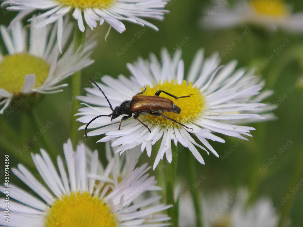The fairy-ring longhorn beetle (Pseudovadonia livida) on a White fleabane daisy The fairy-ring longhorn beetle (Pseudovadonia livida) on a White fleabane daisy