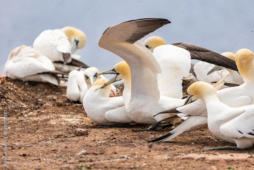 Obraz premium ganets on a cliff