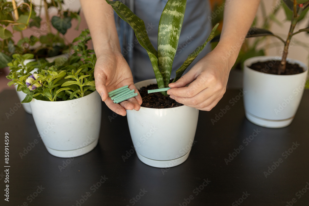 Close up of Female gardener hands adding houseplants fertilizer soil chopsticks to pot. Caring of home green plants indoors