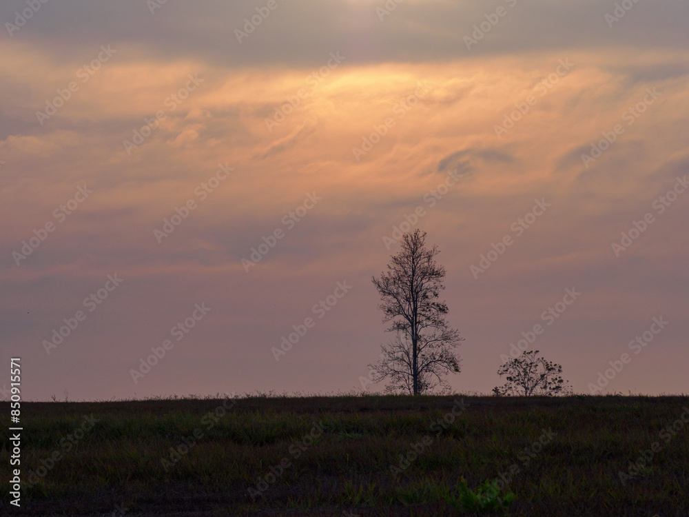 Fototapeta premium Sunsets over a row of trees and meadows.