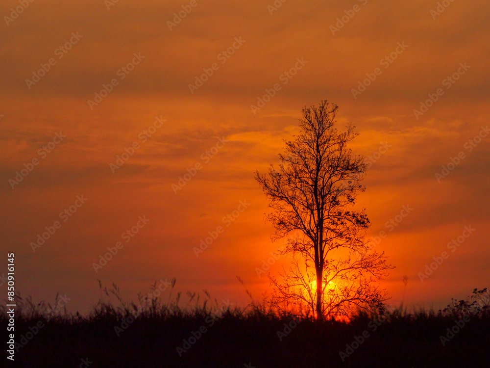 Sunsets over a row of trees and meadows. Sunsets over a row of trees and meadows.