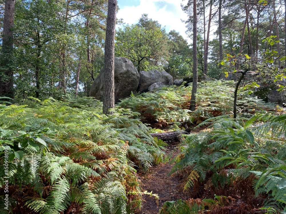 Francia - foresta di Fontainebleau