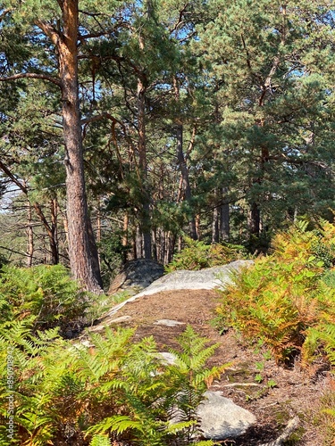 Obraz na płótnie Francia - foresta di Fontainebleau w salonie