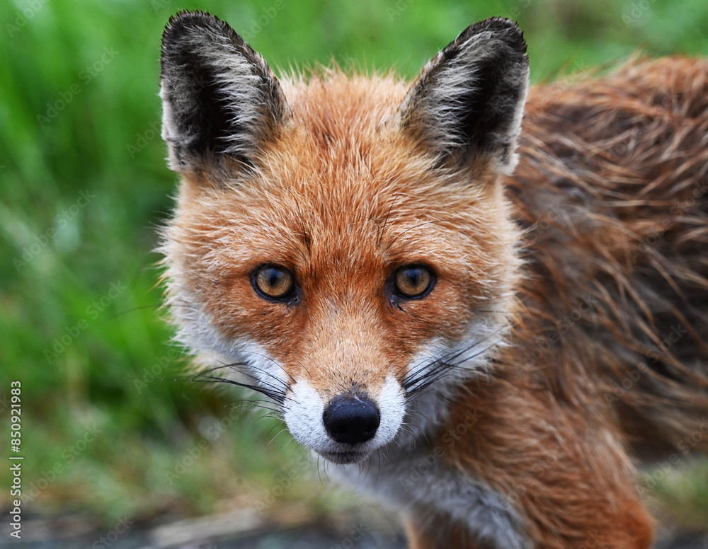 Fuchsporträt; neugieriger Fuchs auf einem Feld Fuchsporträt; neugieriger Fuchs auf einem Feld