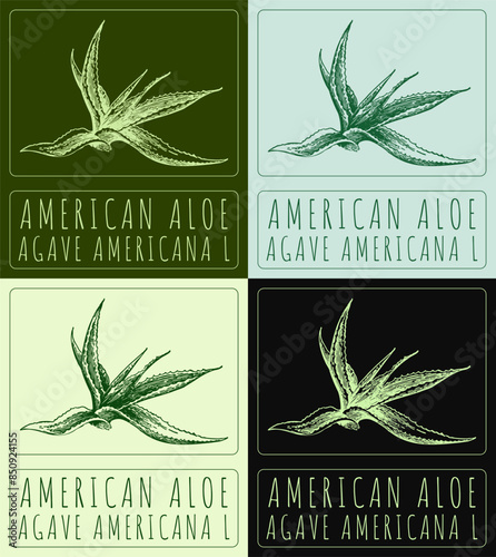 Set of vector drawing AMERICAN ALOE in various colors. Hand drawn illustration. The Latin name is AGAVE AMERICANA L