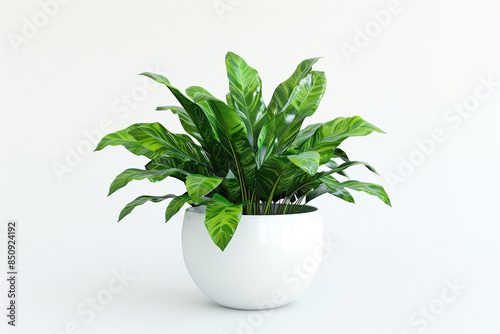 Tropical plant with dense, lush green leaves in an elegant white pot on a solid white background, captured in portrait view.