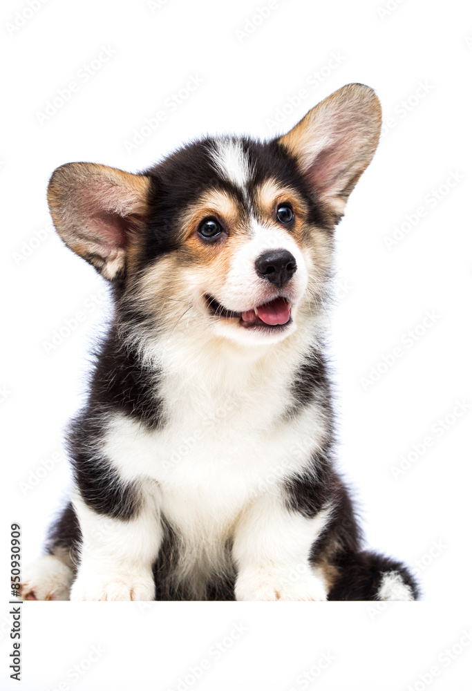 corgi puppy smiling on white background corgi puppy smiling on white background