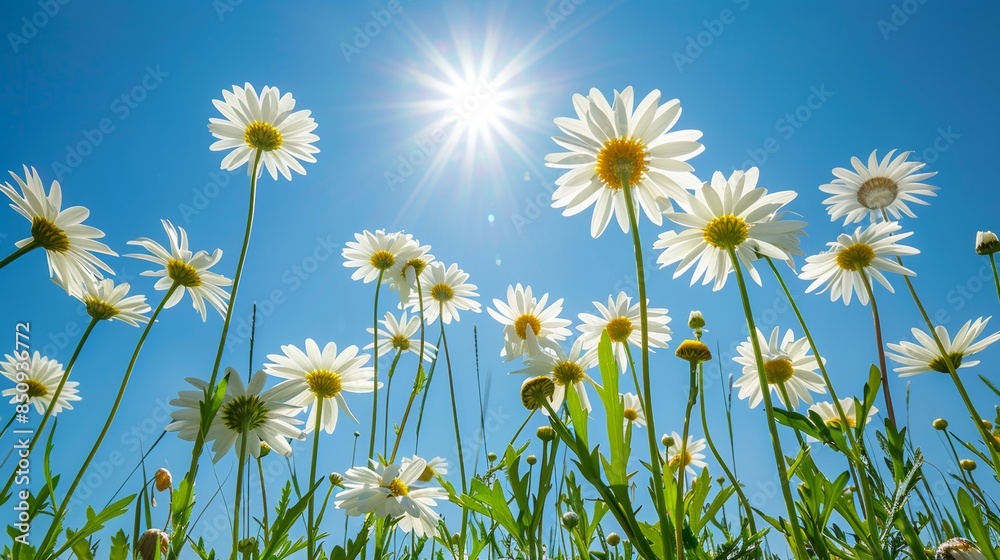Blooming Daisies under Clear Blue Sky with Radiant Sunlight Blooming Daisies under Clear Blue Sky with Radiant Sunlight