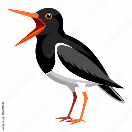 Canarian Oystercatcher bird screams icon vector