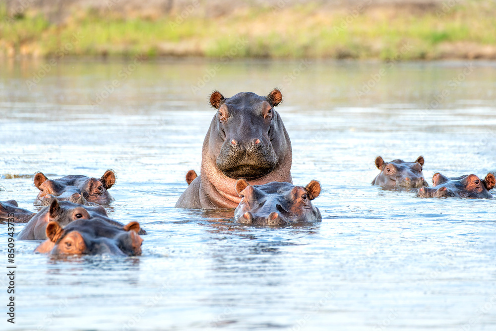 Fototapeta premium Hippopotamus in the Chobe River on the border between Botswana and Namibia shows dominant behaviour. 