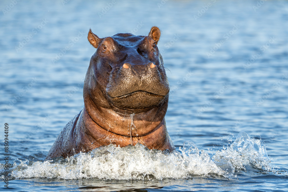 Fototapeta premium Hippopotamus in the Chobe River on the border between Botswana and Namibia shows dominant behaviour. 
