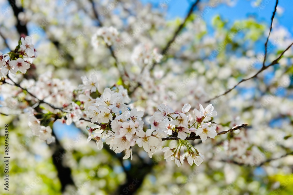 Fototapeta premium Sakura flower