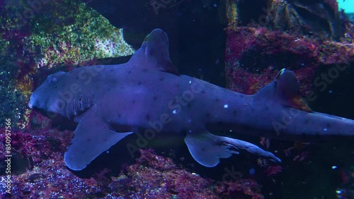 Close view of catshark resting underwater on the ground and breathing photo