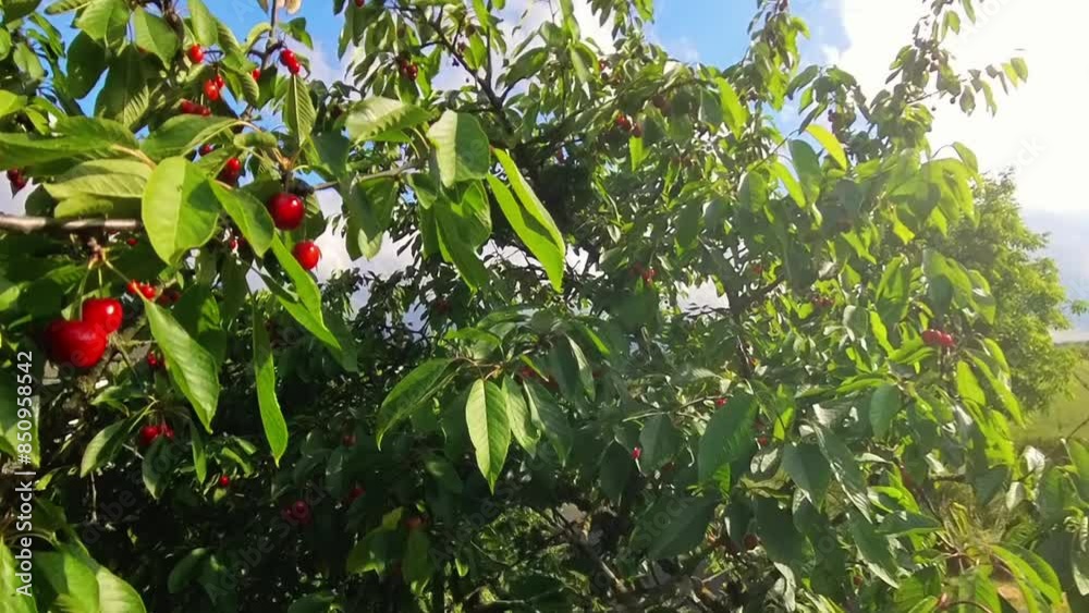 leckere reife rote Kirschen am Kirschbaum mit leicht im Wind wiegenden Blättern - Früchte, gesund, vitaminreich, Kirschernte, lecker, saftig, windig, Sommer, Garten leckere reife rote Kirschen am Kirschbaum mit leicht im Wind wiegenden Blättern - Früchte, gesund, vitaminreich, Kirschernte, lecker, saftig, windig, Sommer, Garten