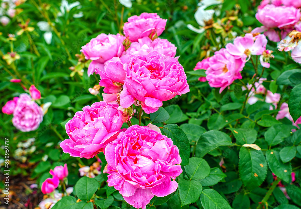 Pink roses in garden on background of green leaves Pink roses in garden on background of green leaves