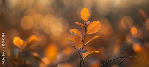 soft focus with bokeh morning wild foliage yellow tree branch forest lush and quiet, beautiful nature autumn background with copy space