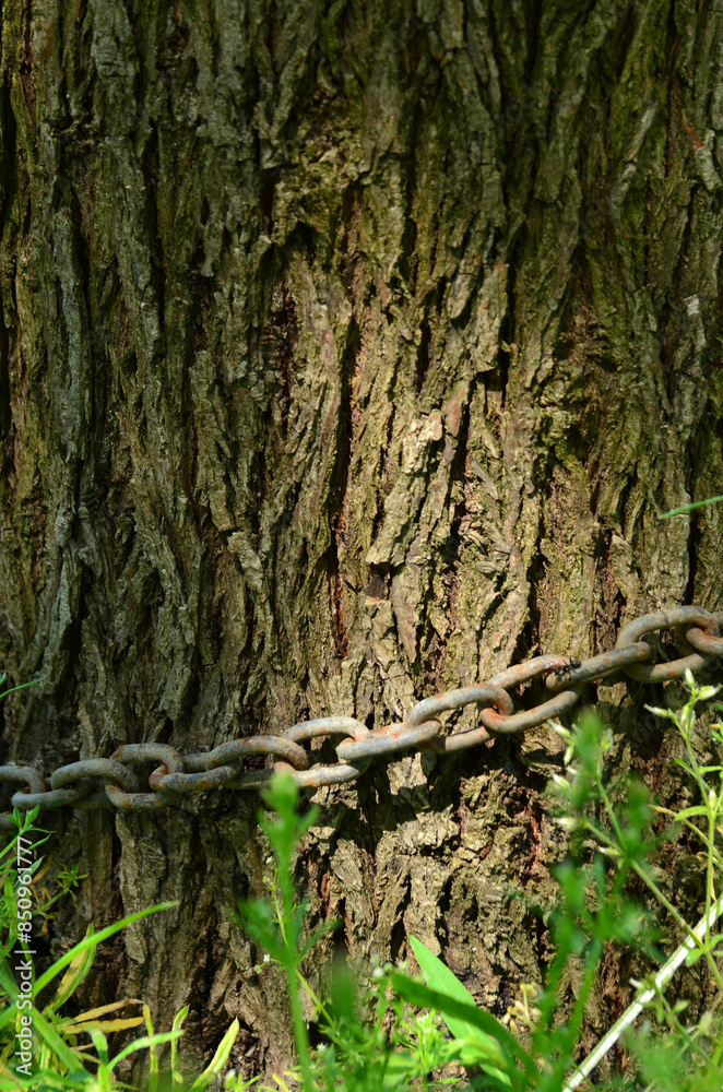 A tree with a chain 2