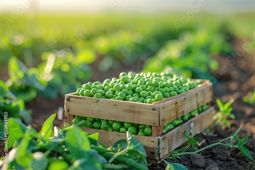 Green peas in a wooden box. Pea harvest in field. Bean plantation on a sunny day. Agronomist photo