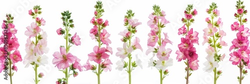 Beautiful Verbascum Flowers on White Background for Decor Inspiration Generative AI photo