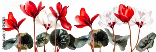 Vibrant Cyclamen Blooms on White Background for Floral Arrangements Generative AI photo