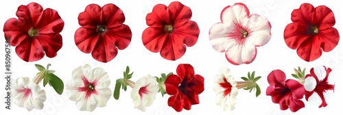 Vibrant Petunias on White Background for Floral Arrangements Generative AI