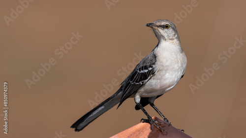 Northern Mockingbird Perched on a Copper Deck Ornament