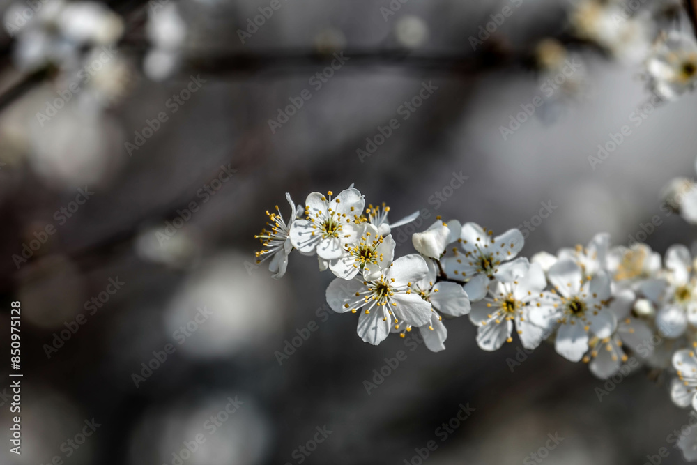 The fruits blossom in spring. The fruits blossom in spring.