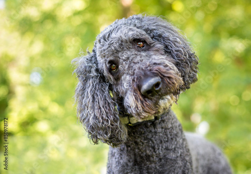 Fotografi A gray Poodle dog listening with a head tilt