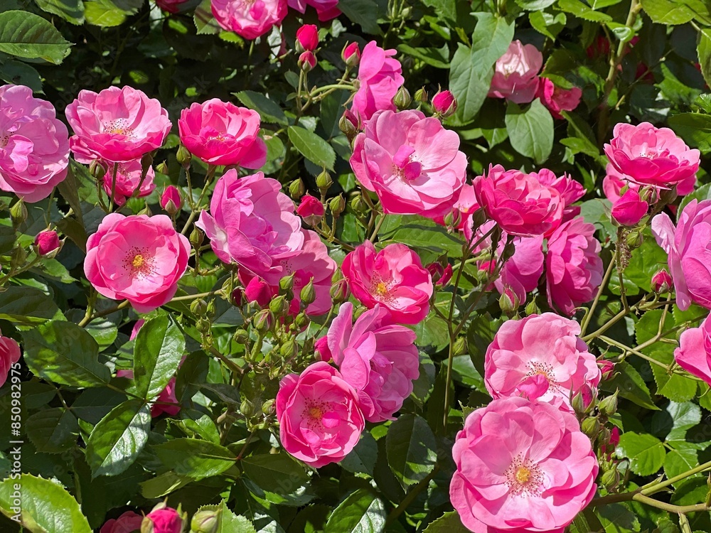 Fototapeta premium Roses flowers eglantine bright pink blossom in the garden.