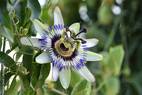Quadro em tela An exotic passion flower or passion vine, known also as Passiflora